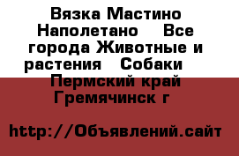 Вязка Мастино Наполетано  - Все города Животные и растения » Собаки   . Пермский край,Гремячинск г.